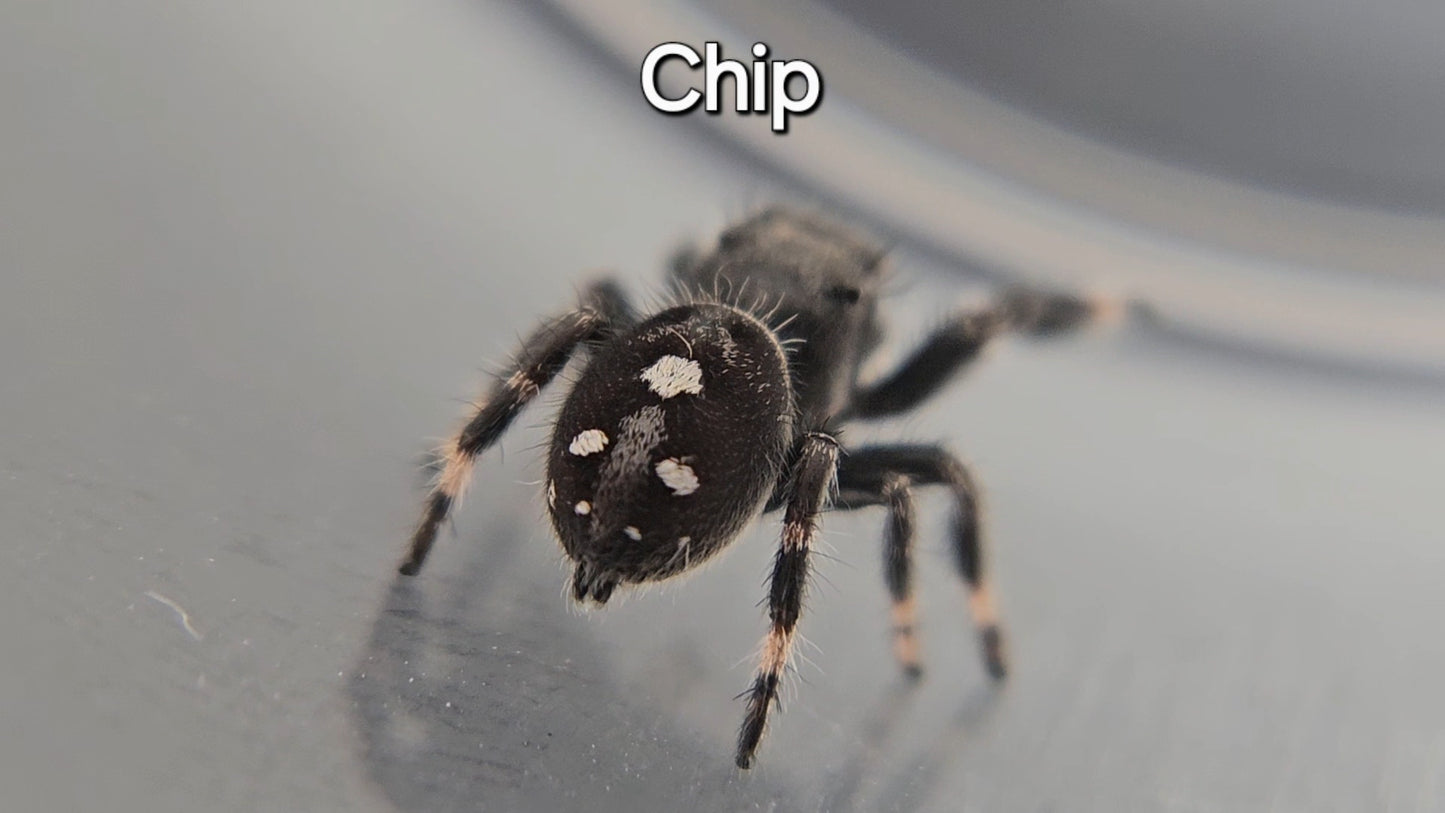 Chip - Male Regal