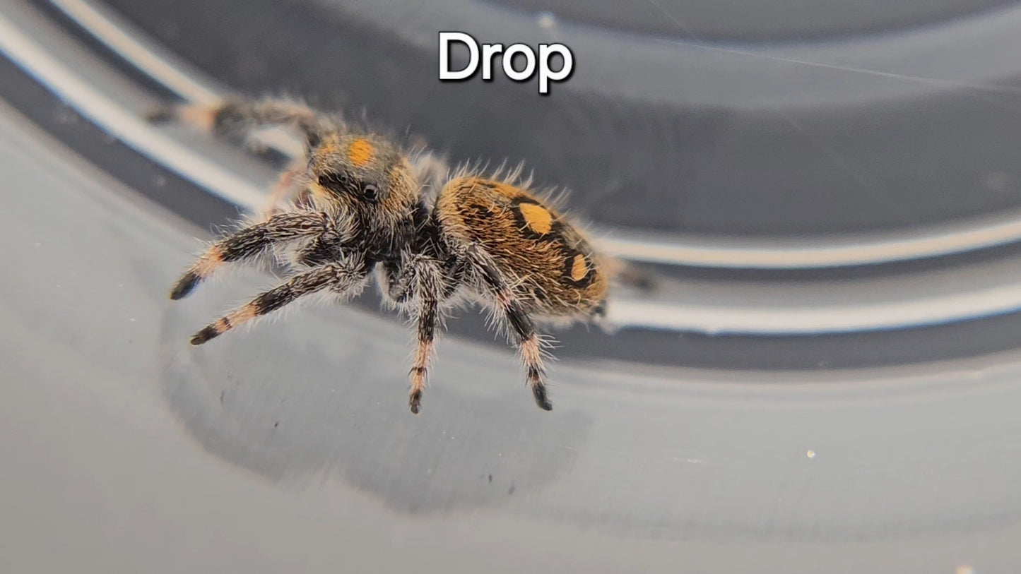 Drop - Female Regal