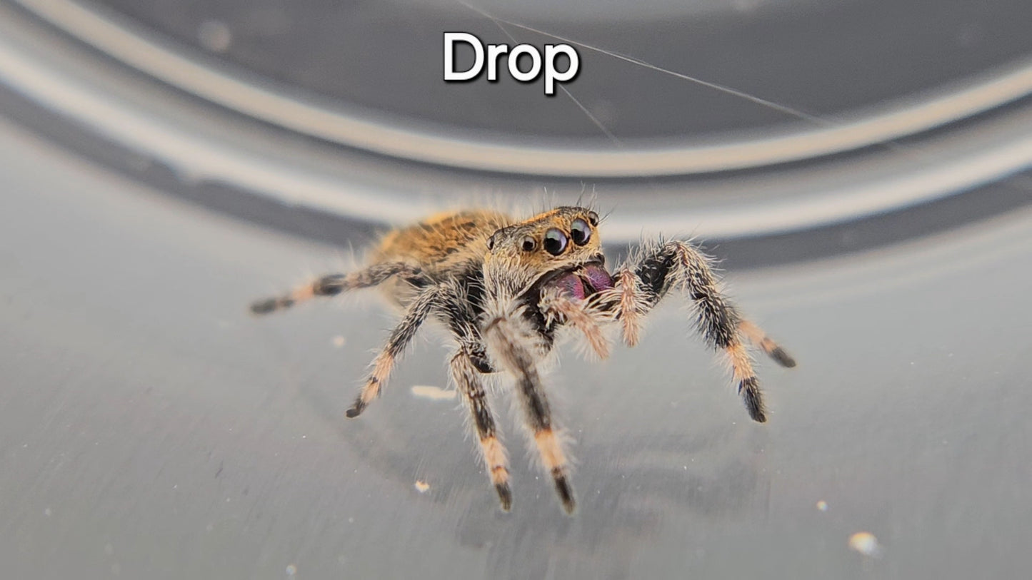 Drop - Female Regal