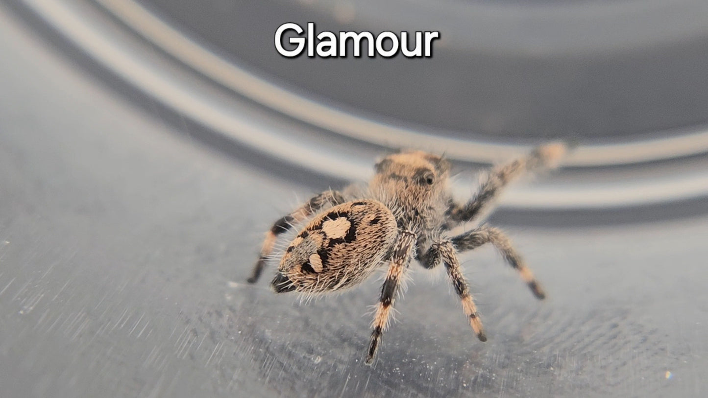 Glamour - Female Regal