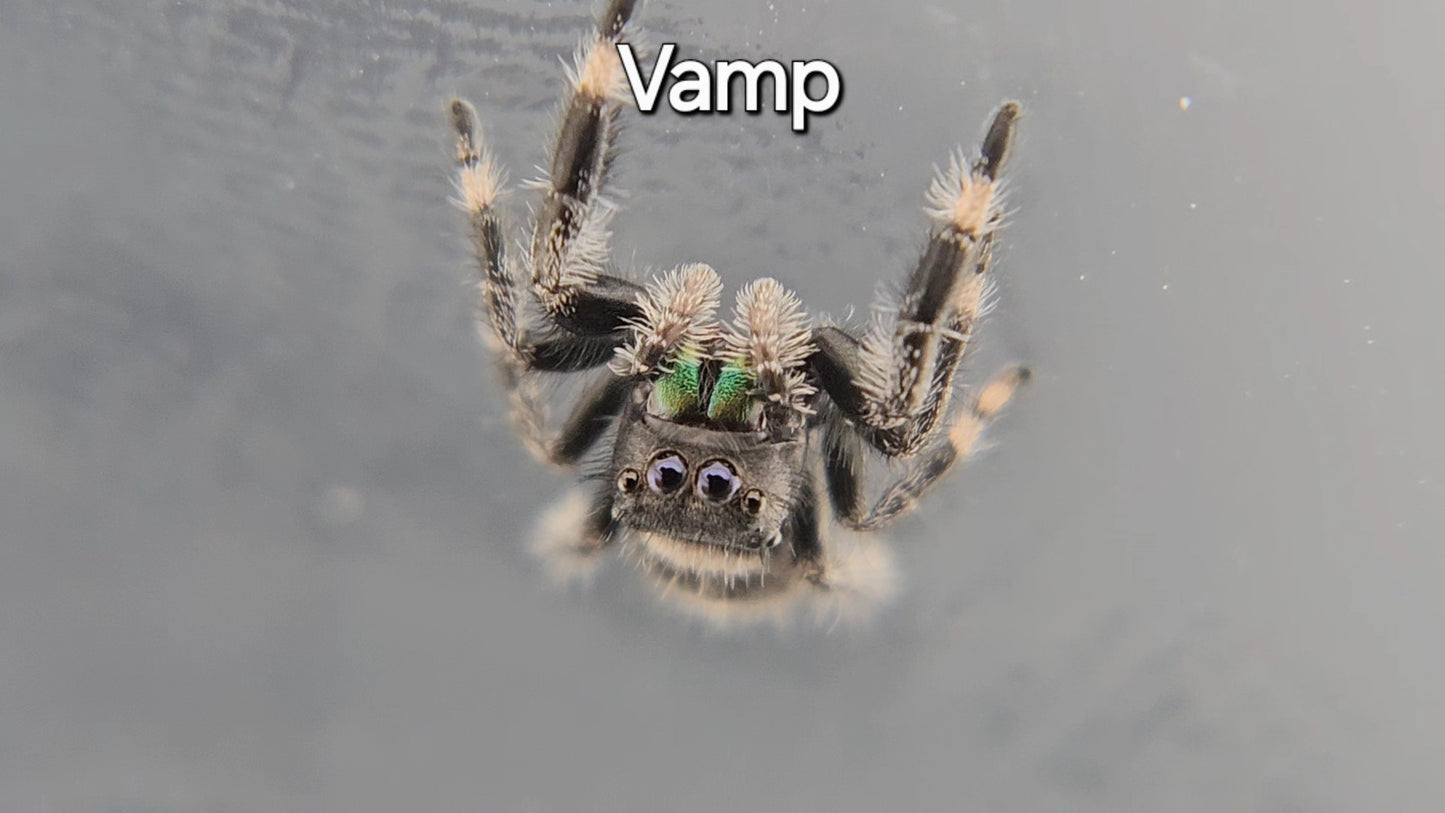Vamp - Male Regal Jumping Spider