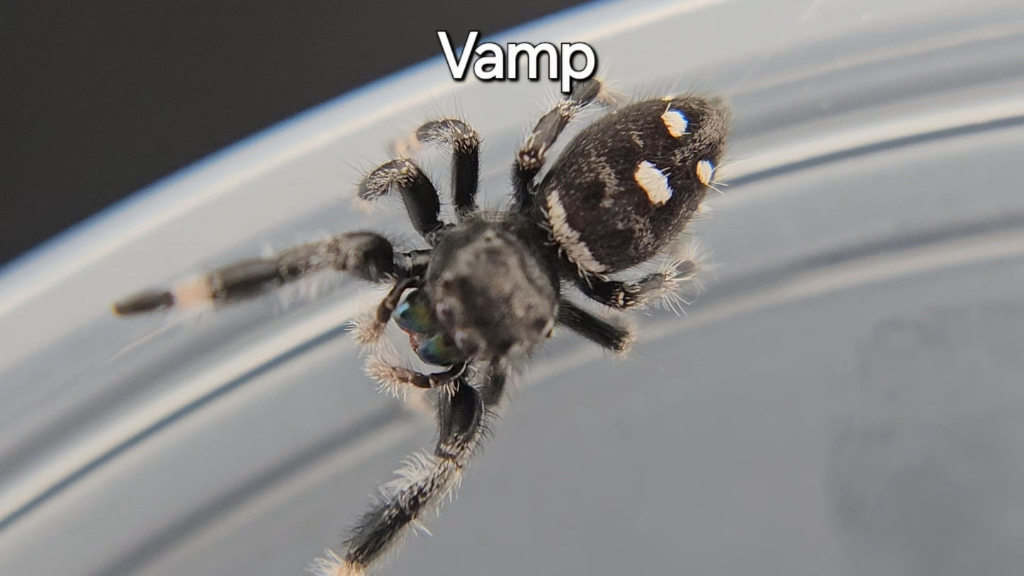 Vamp - Male Regal Jumping Spider