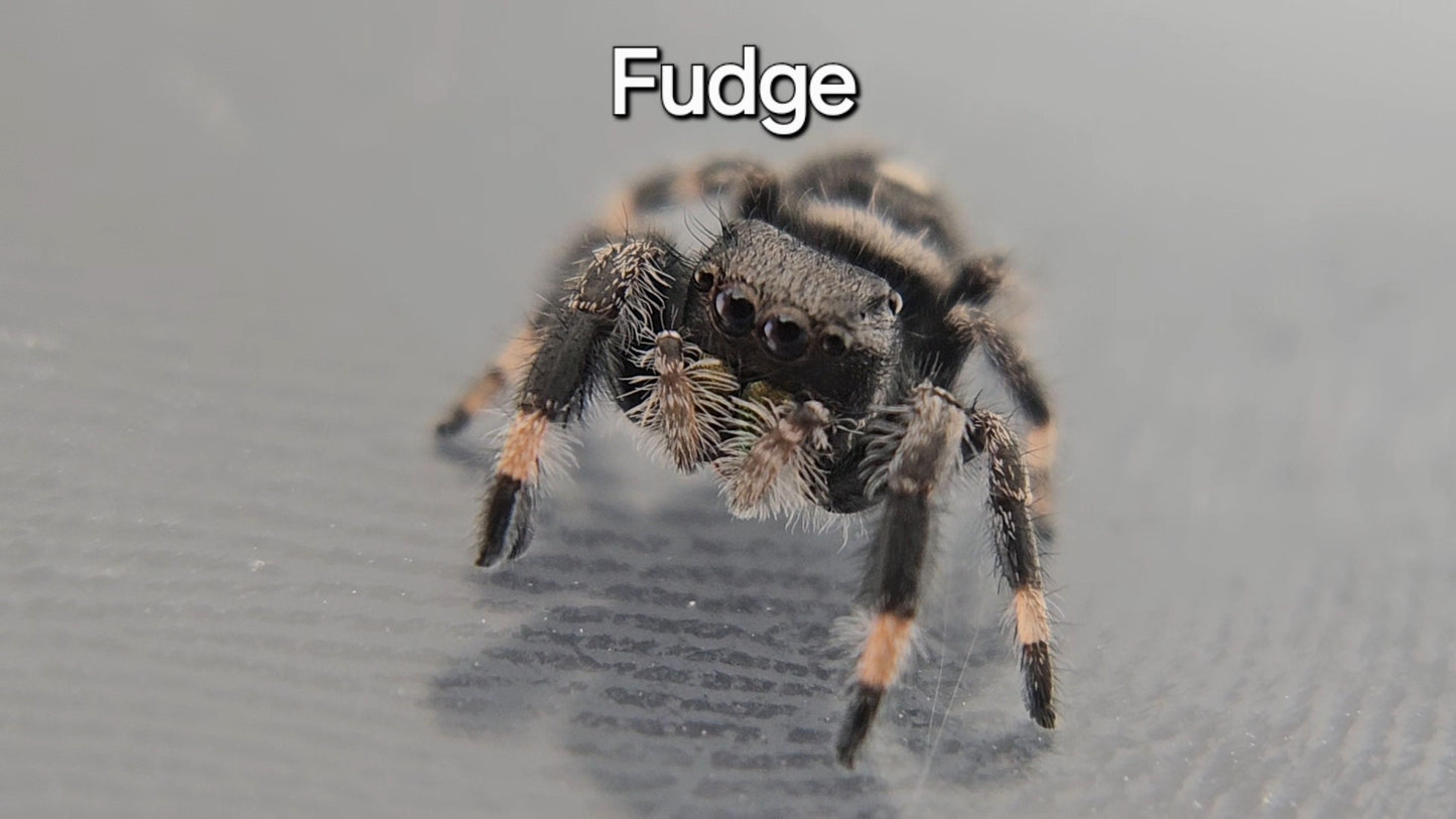 Fudge - Male Regal Jumping Spider
