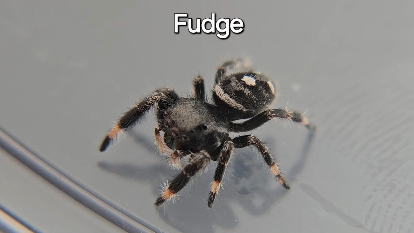 Fudge - Male Regal Jumping Spider
