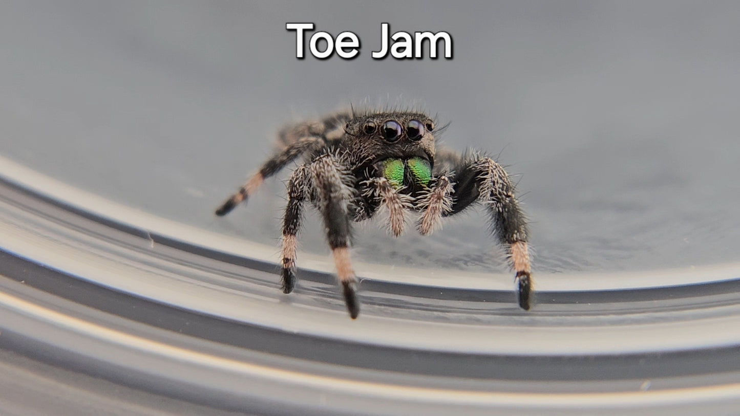 Toe Jam - Male Regal Jumping Spider