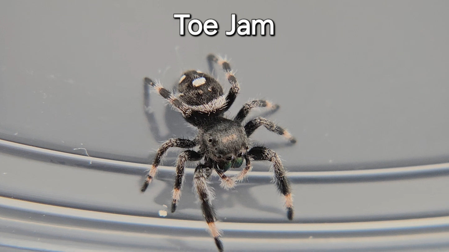 Toe Jam - Male Regal Jumping Spider