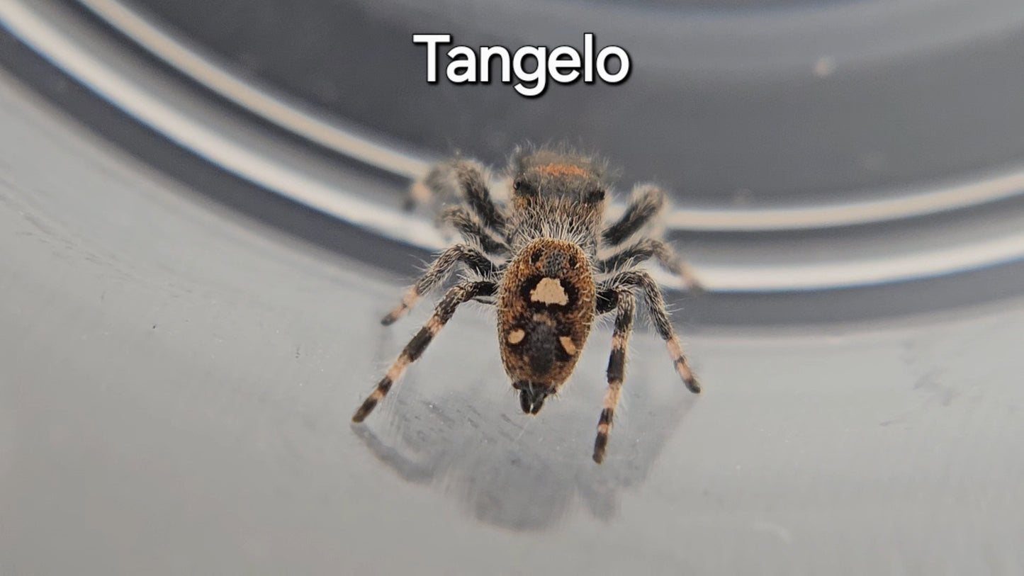 Tangelo - Female Regal Jumping Spider