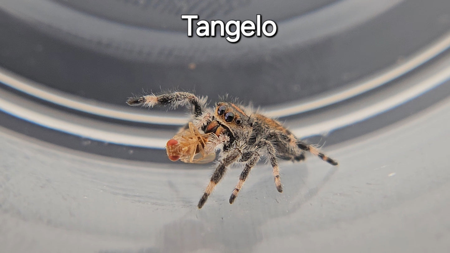 Tangelo - Female Regal Jumping Spider