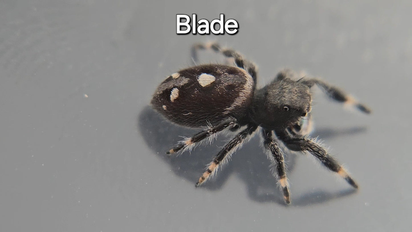 Blade - Male Regal Jumping Spider