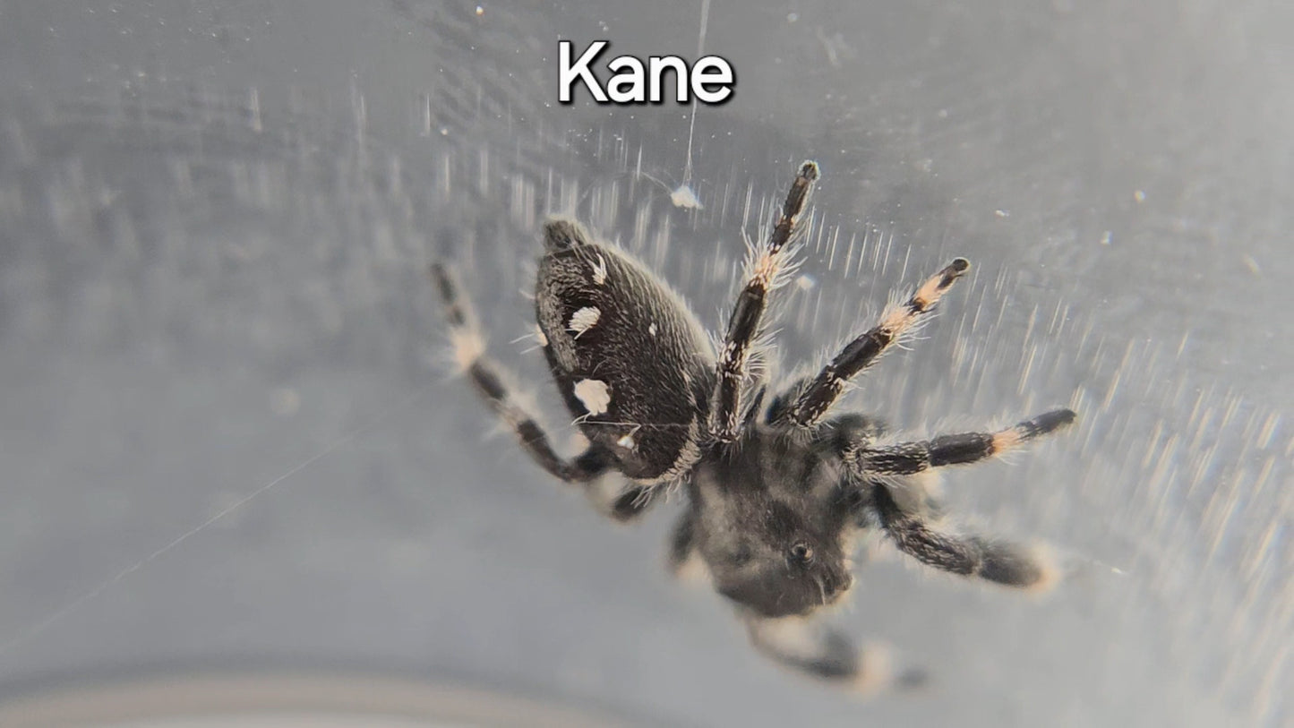 Kane - Male Regal Jumping Spider