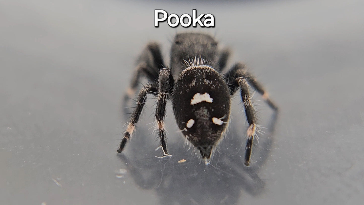 Pooka - Male Regal Jumping Spider
