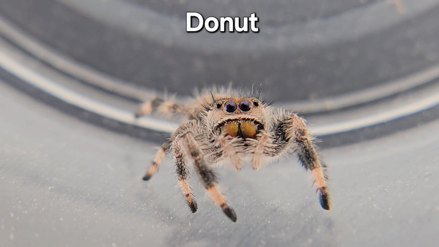 Donut - Female Regal