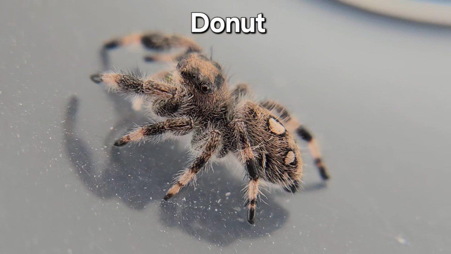 Donut - Female Regal