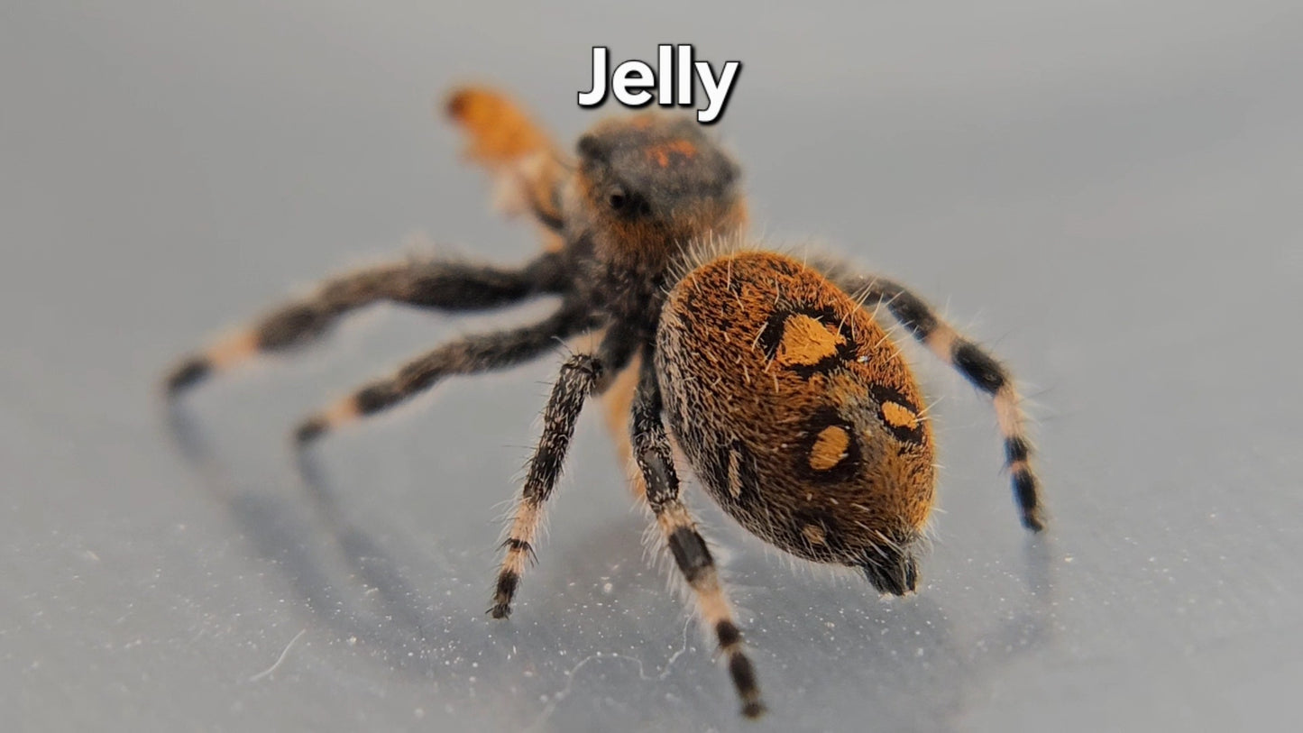 Jelly - Female Regal