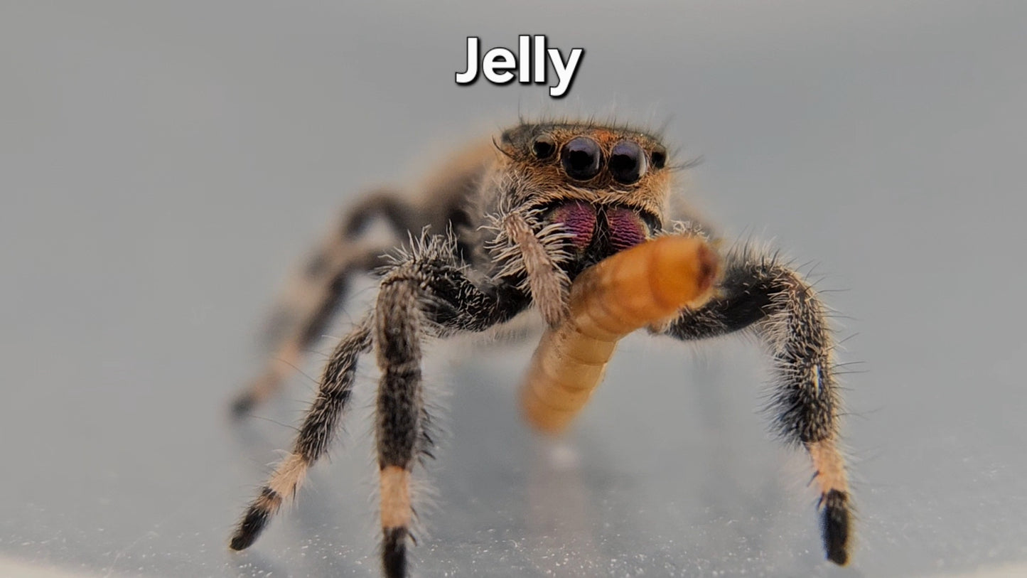 Jelly - Female Regal