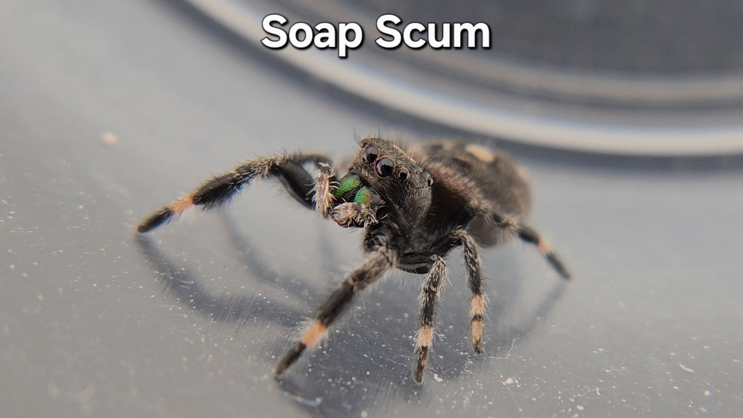 Soap Scum - Male Regal