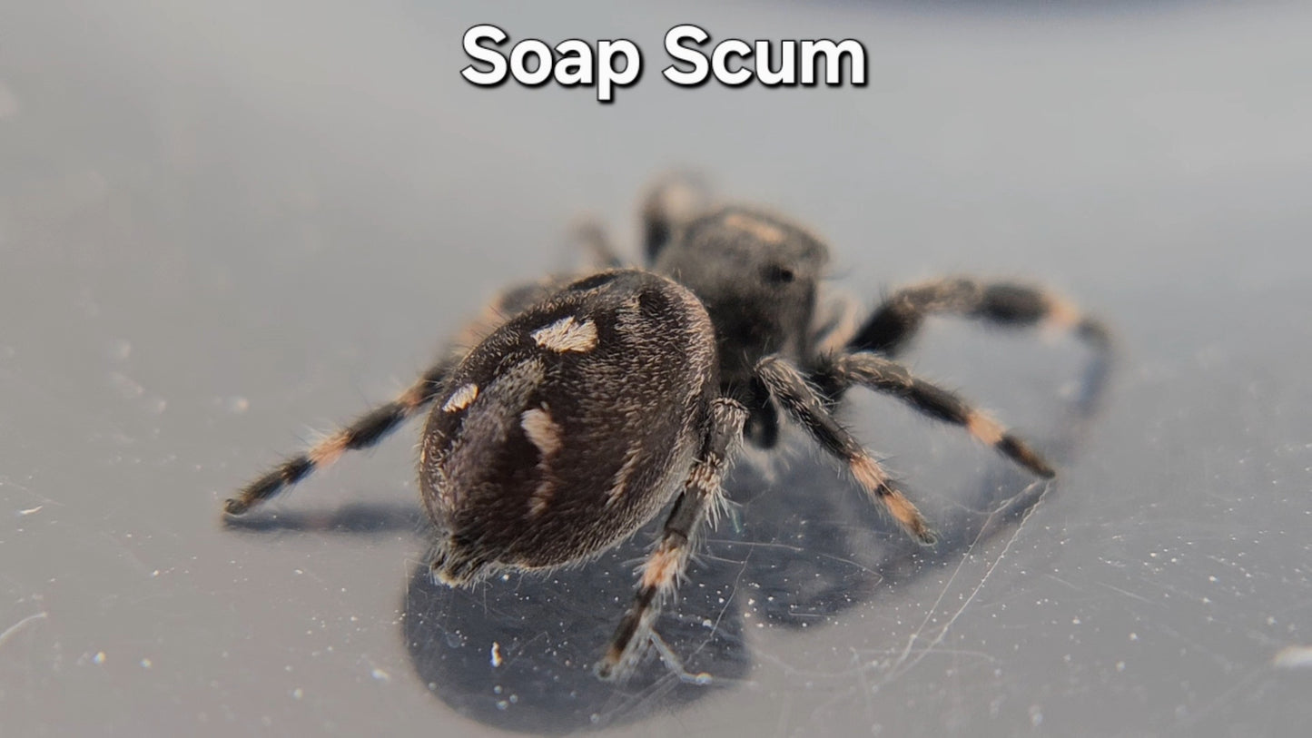 Soap Scum - Male Regal