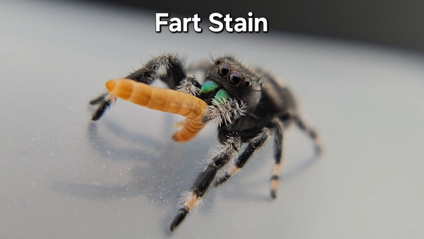 Fart Stain - Male Regal
