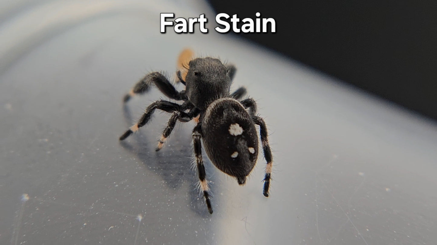Fart Stain - Male Regal