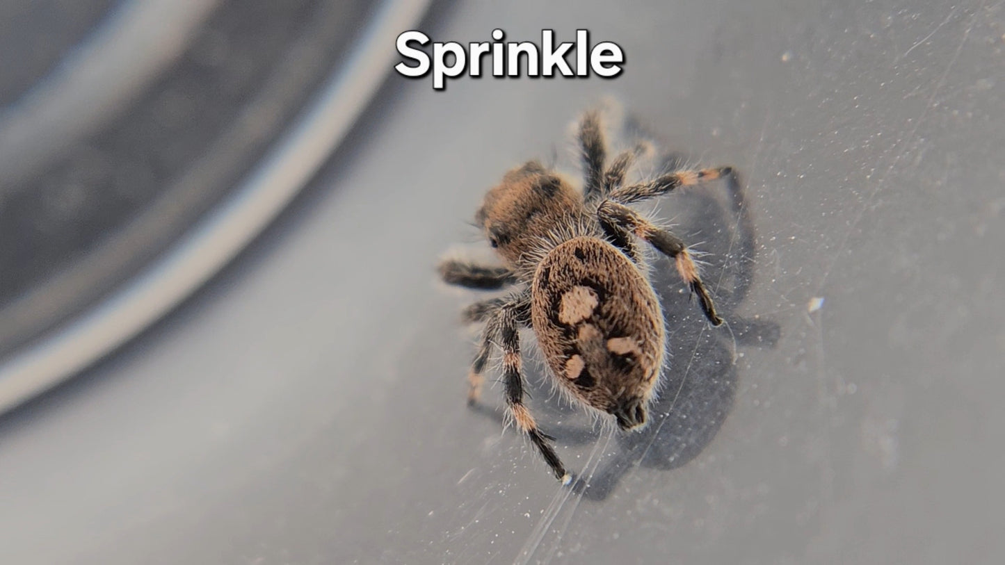 Sprinkle - Female Regal