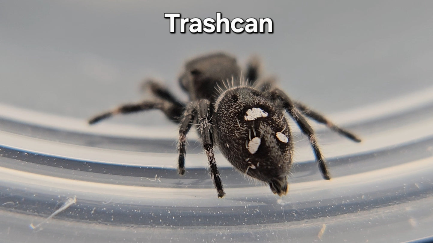 Trashcan - Male Regal