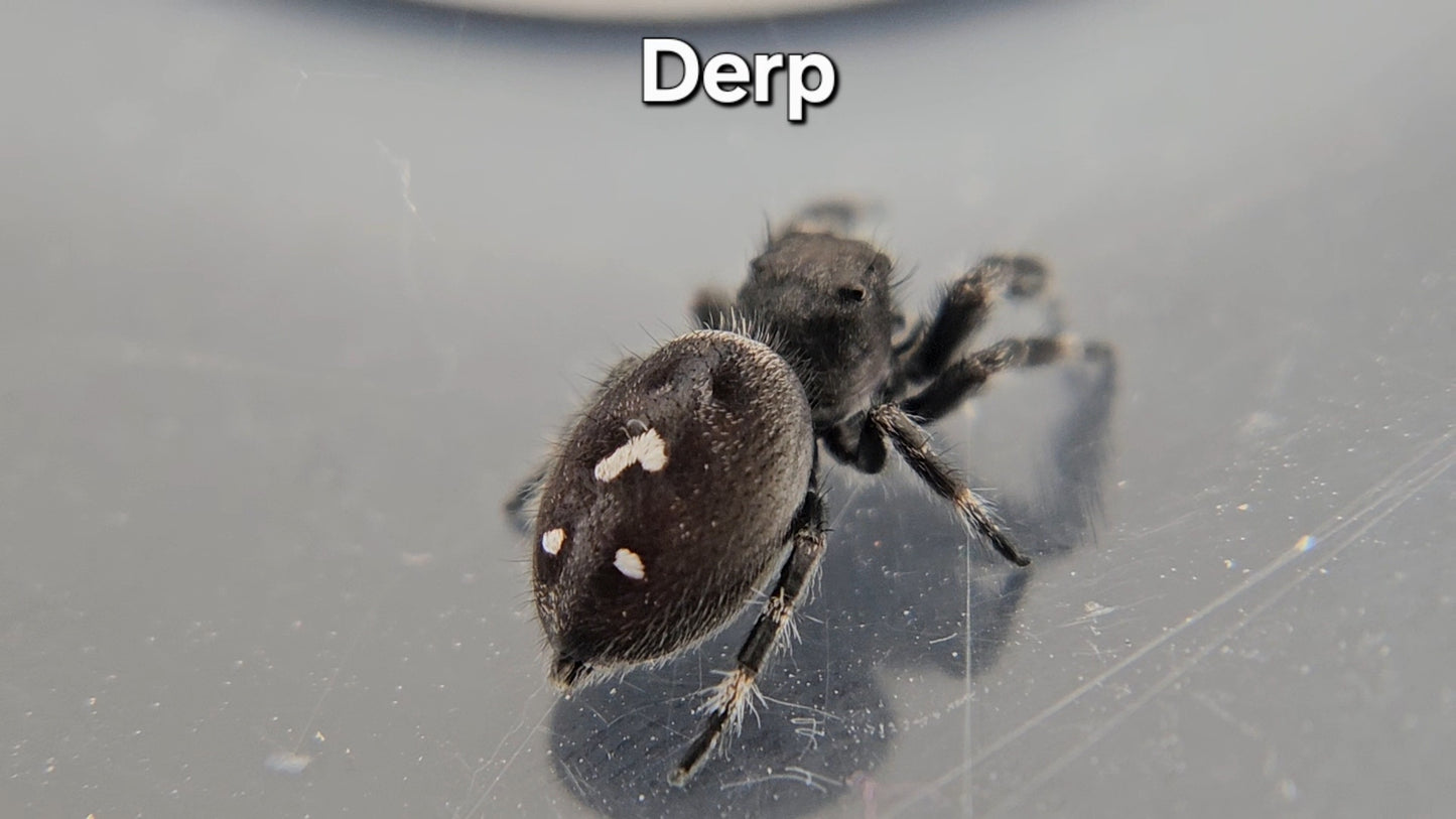 Derp - Male Regal