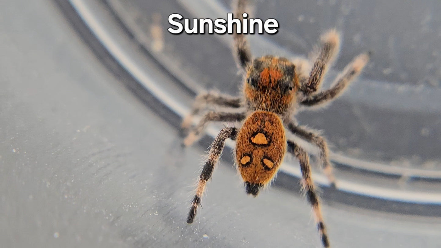 Sunshine - Female Regal