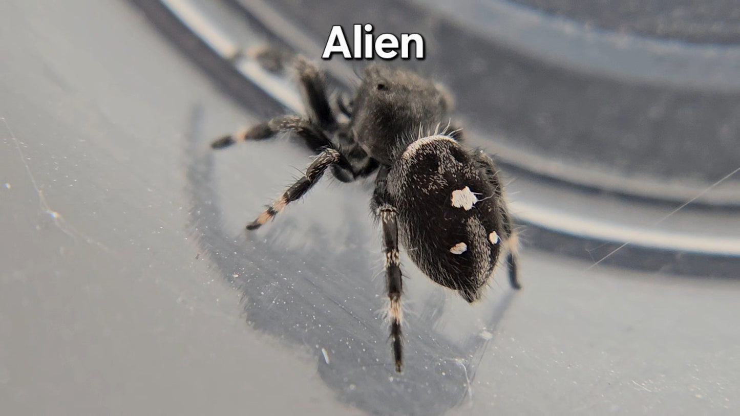 Alien - Male Regal
