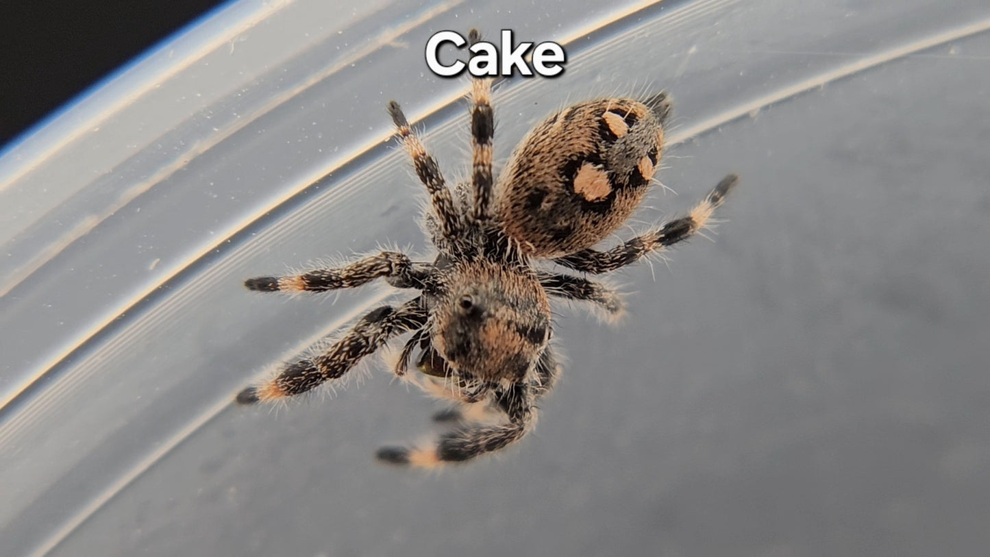 Cake - Female Regal