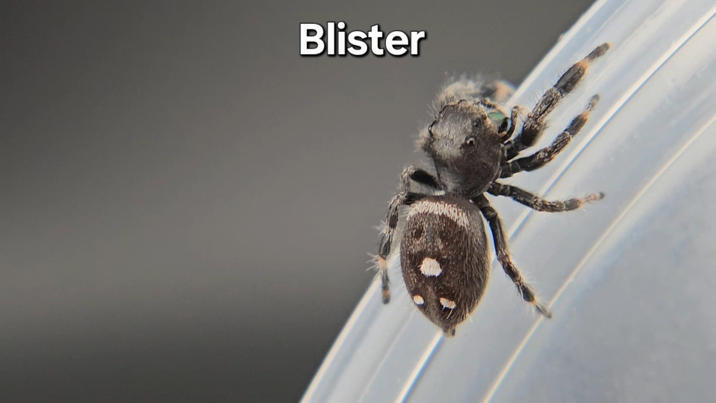 Blister - Male Regal
