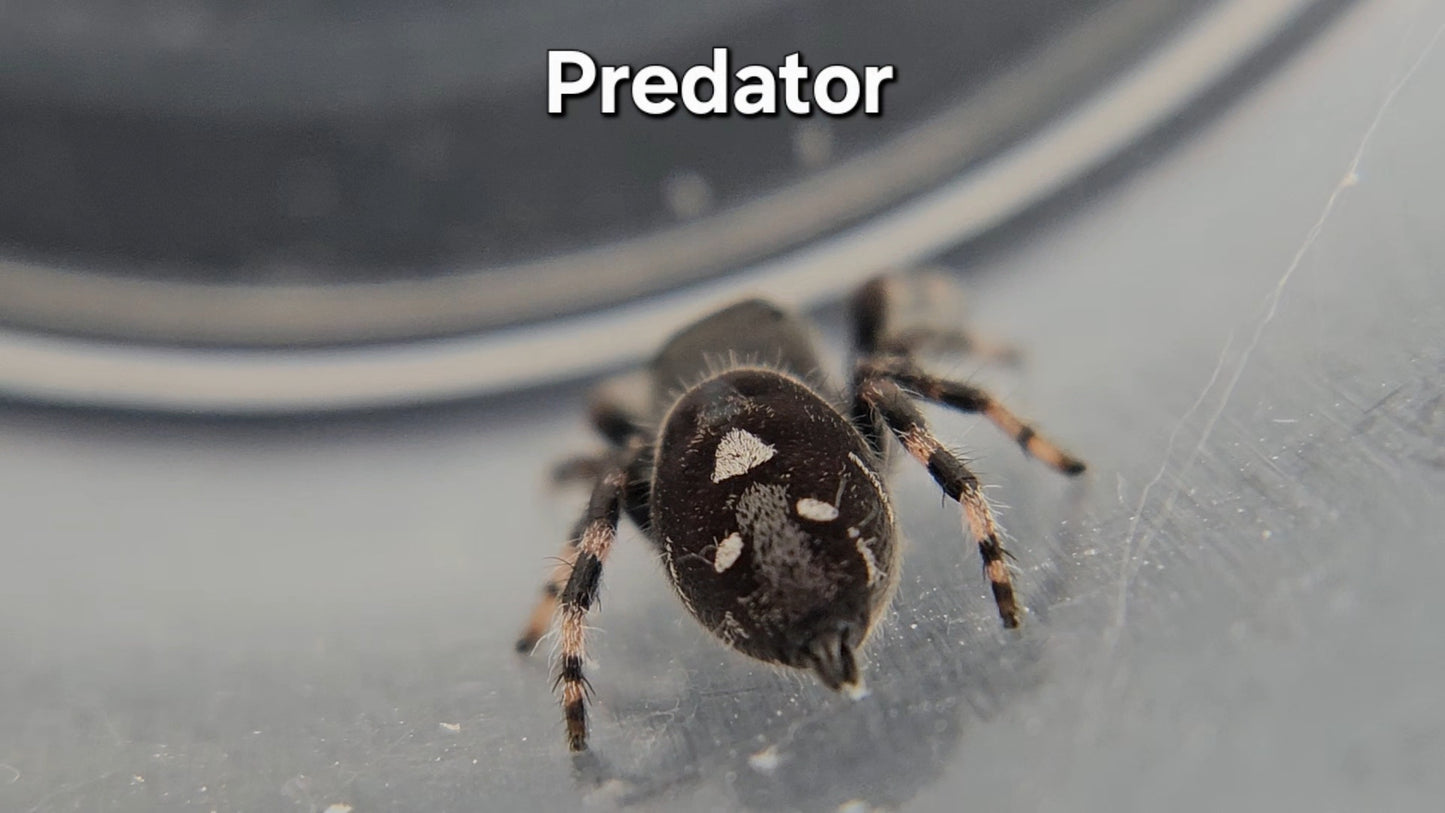 Predator - Male Regal