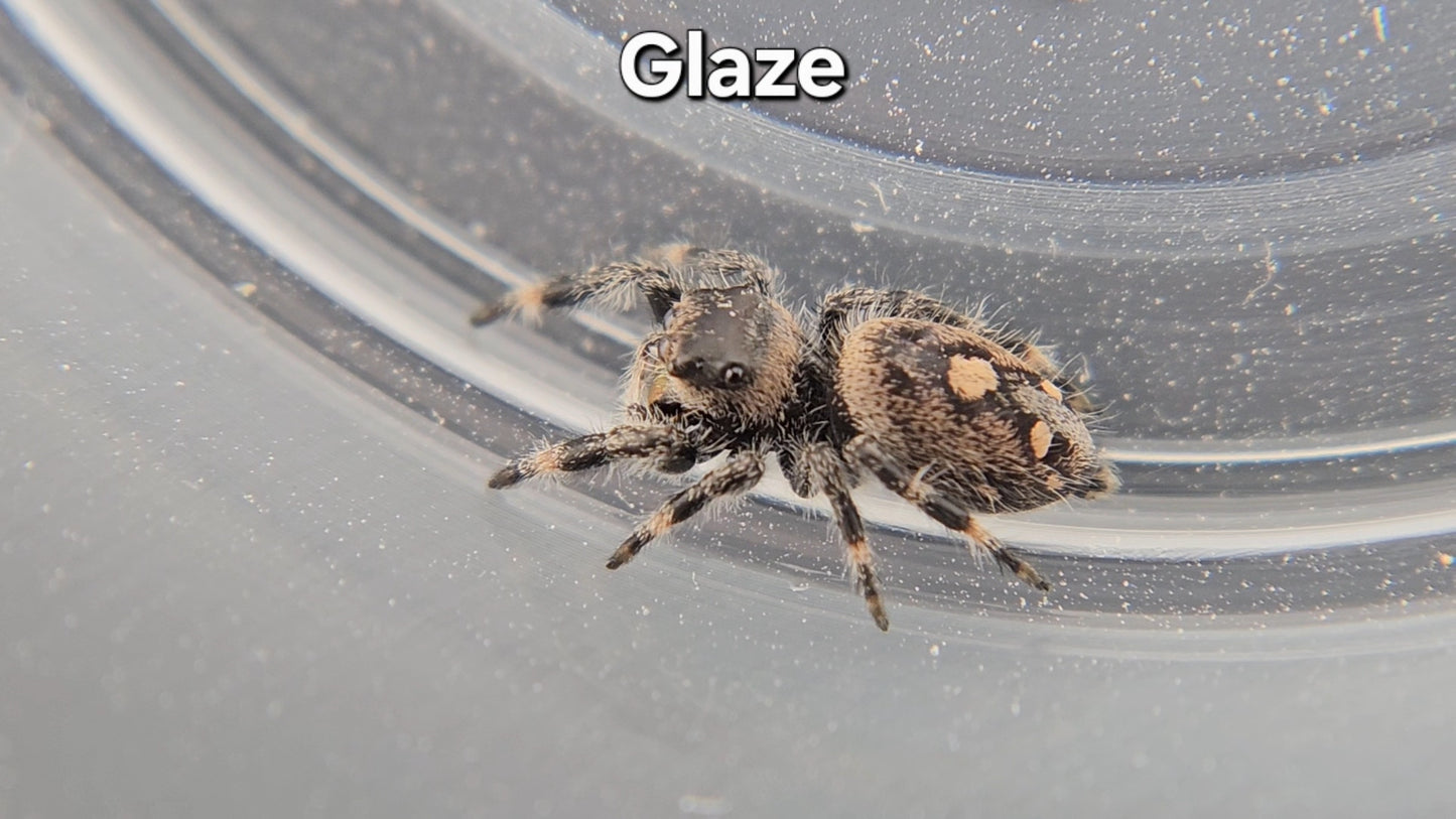 Glaze - Female Regal