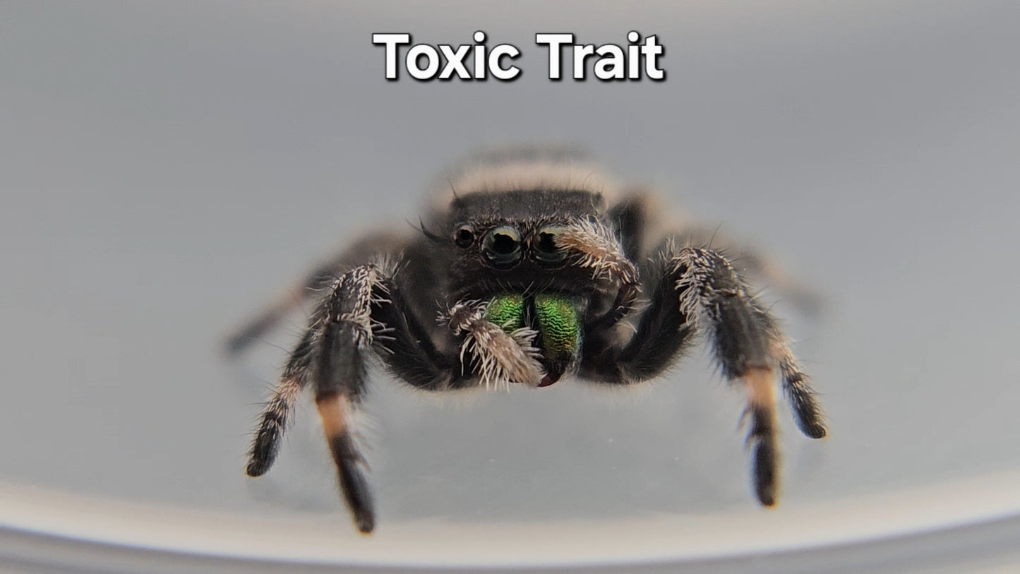 Toxic Trait - Male Regal