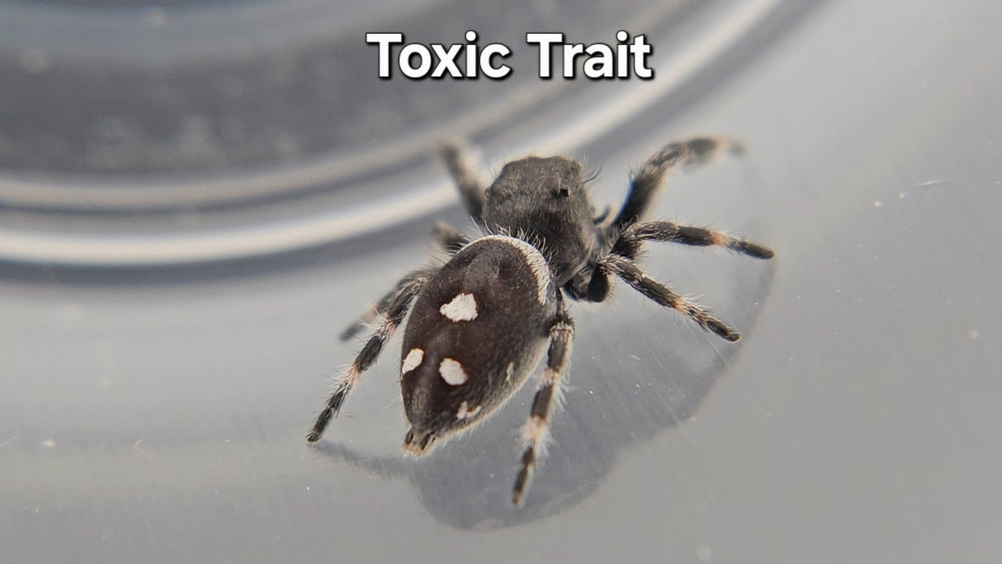 Toxic Trait - Male Regal