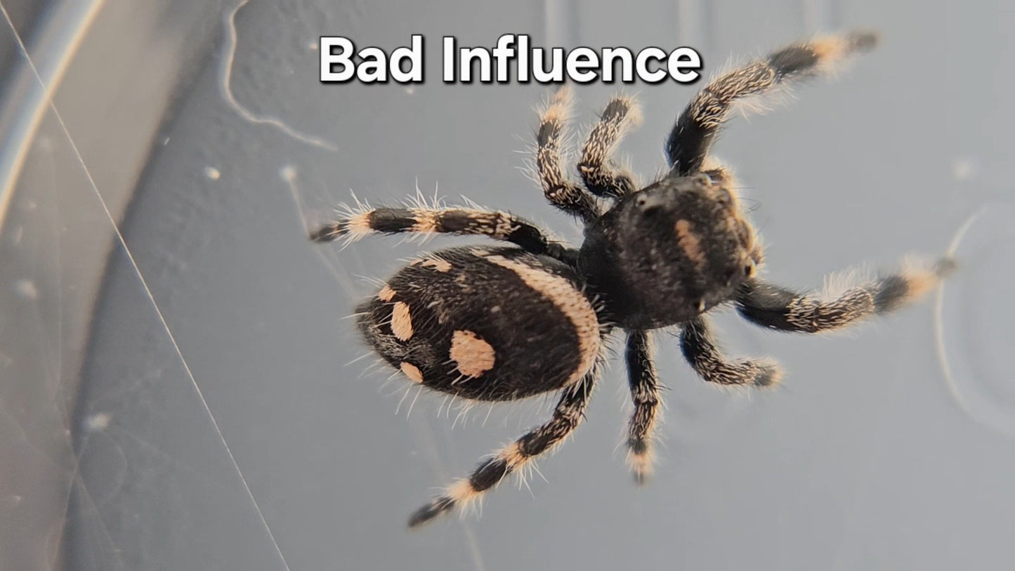 Bad Influence - Female Regal