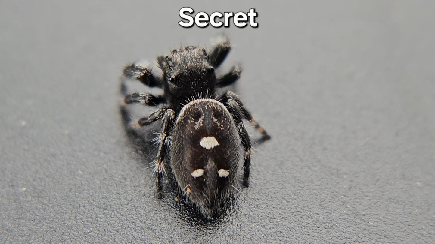 Secret - Male Regal