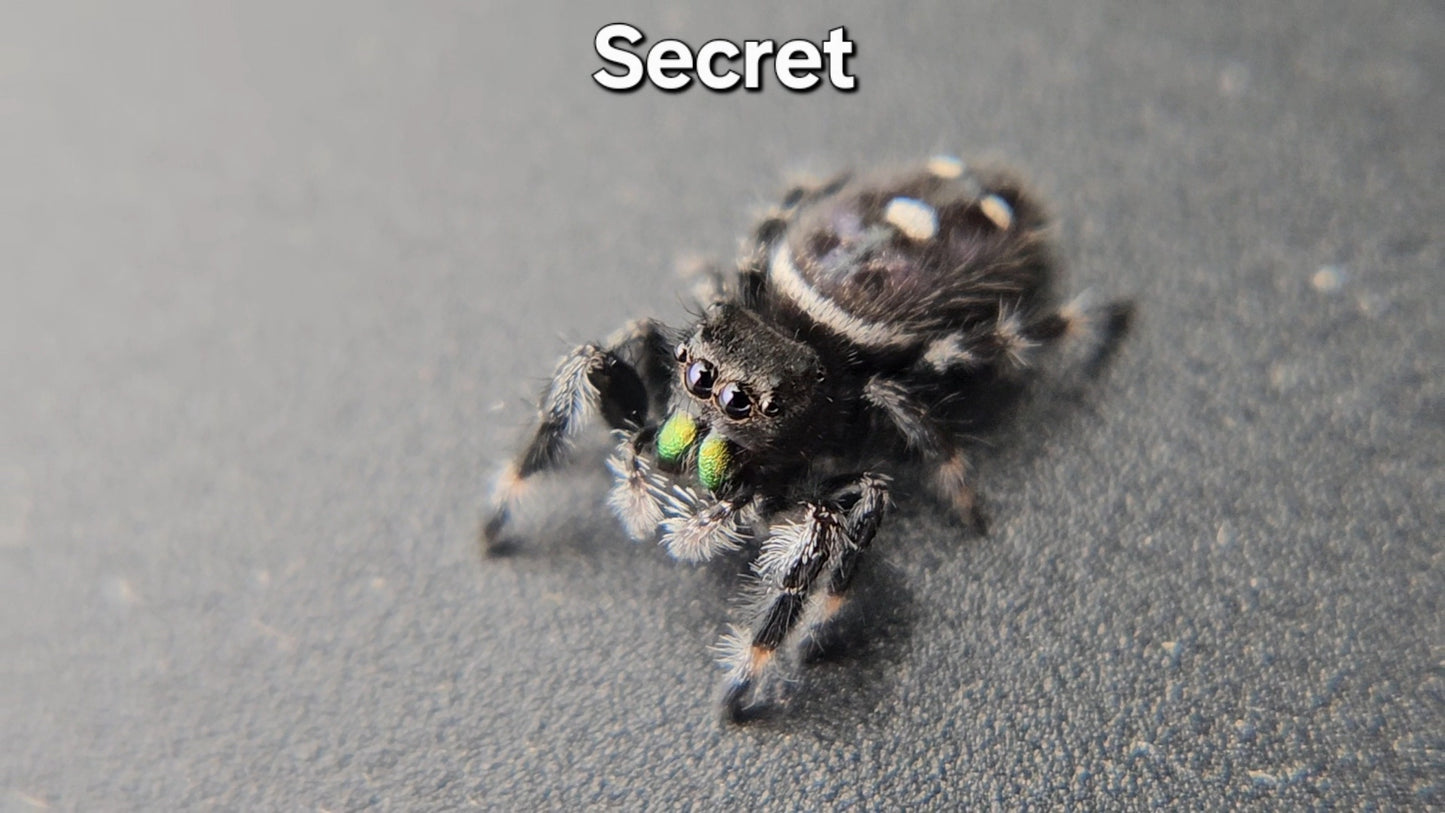 Secret - Male Regal