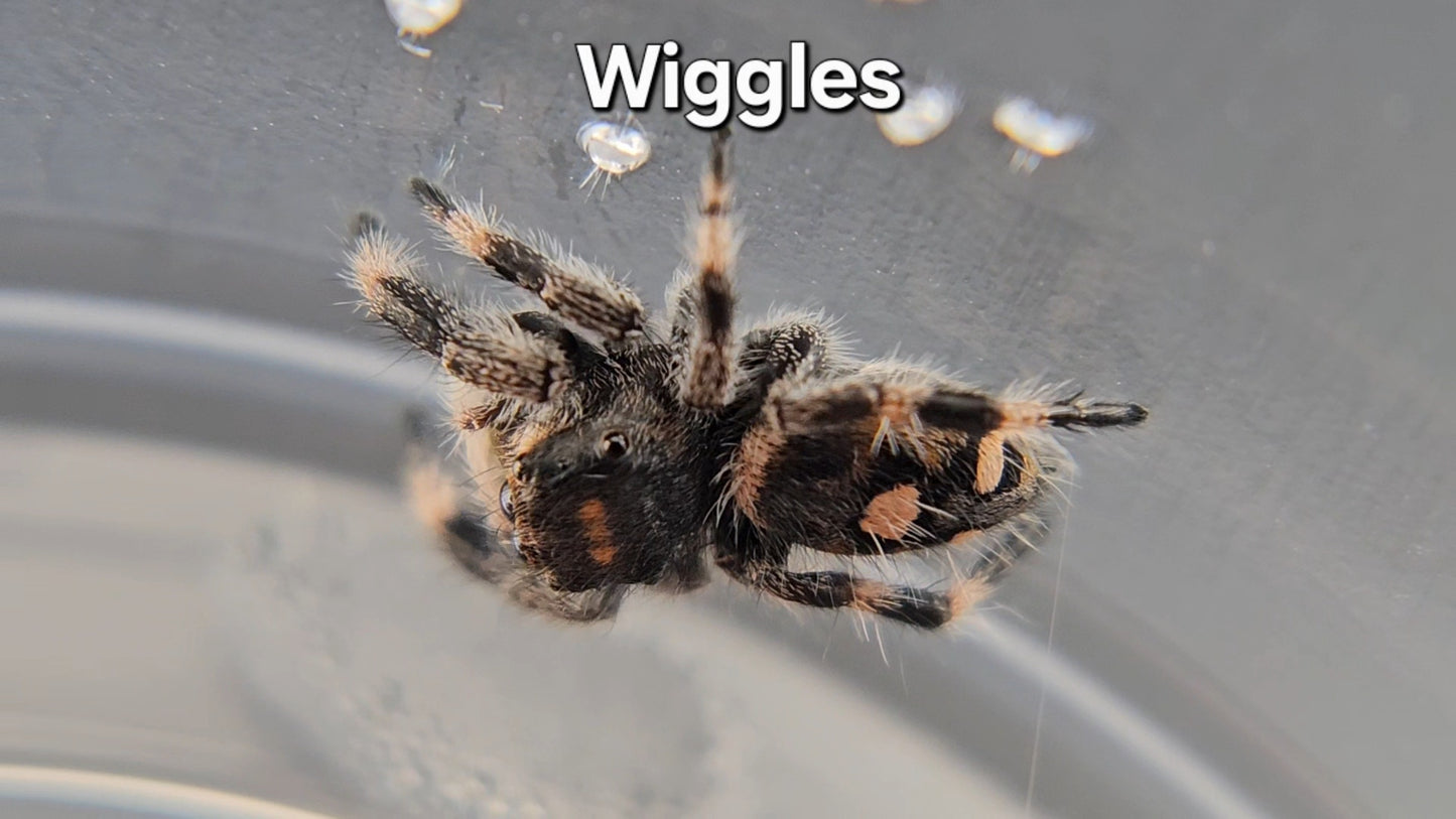 Wiggles - Female Regal