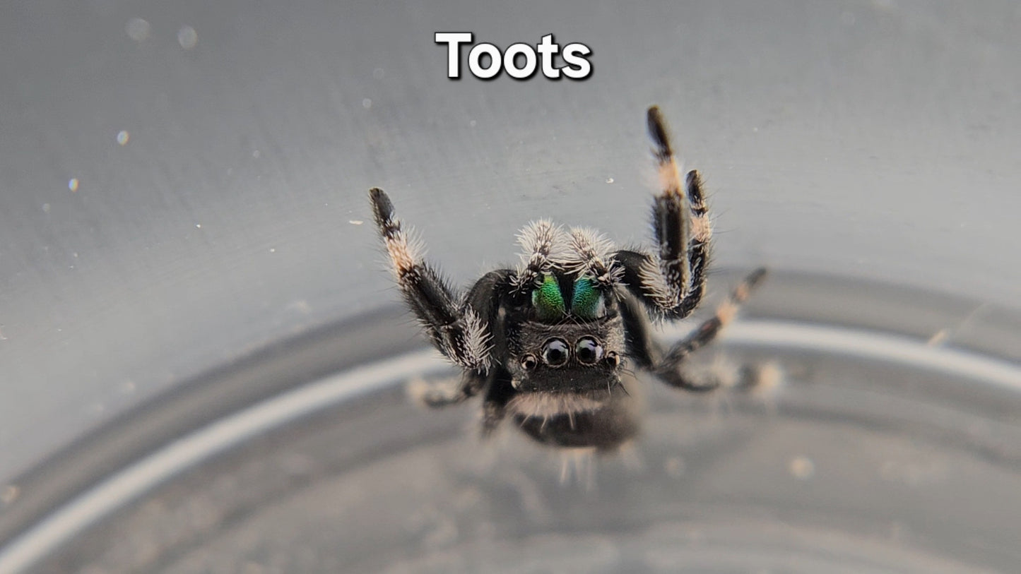 Toots - Male Regal