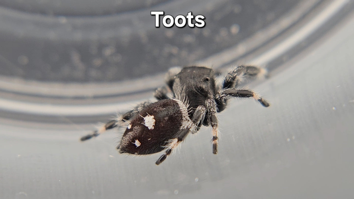 Toots - Male Regal