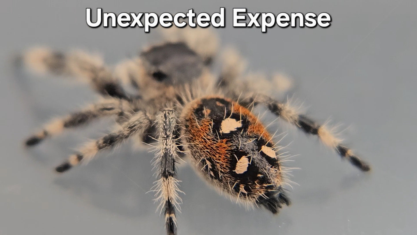 Unexpected Expense - Female Regal