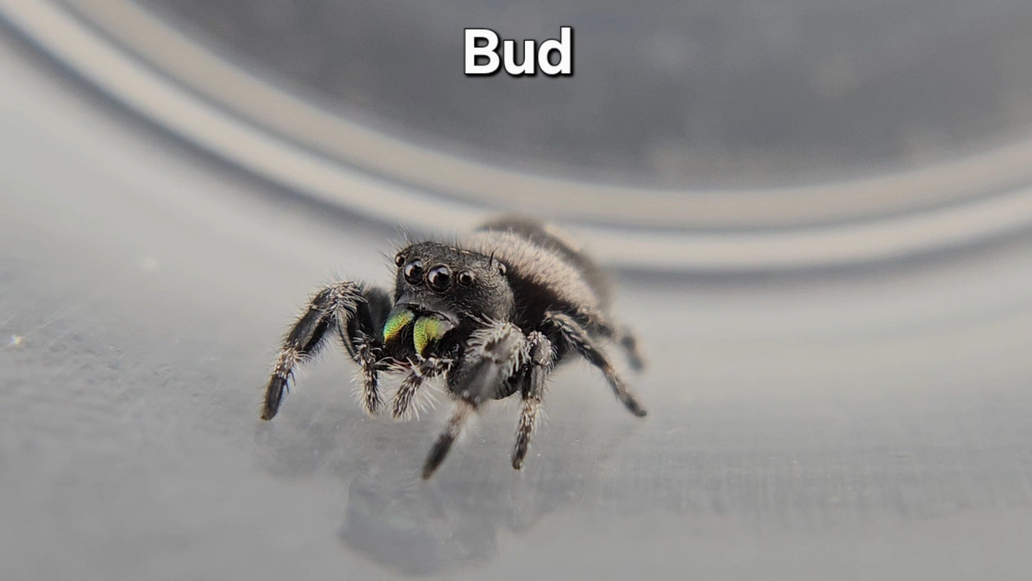 Bud - Male Regal