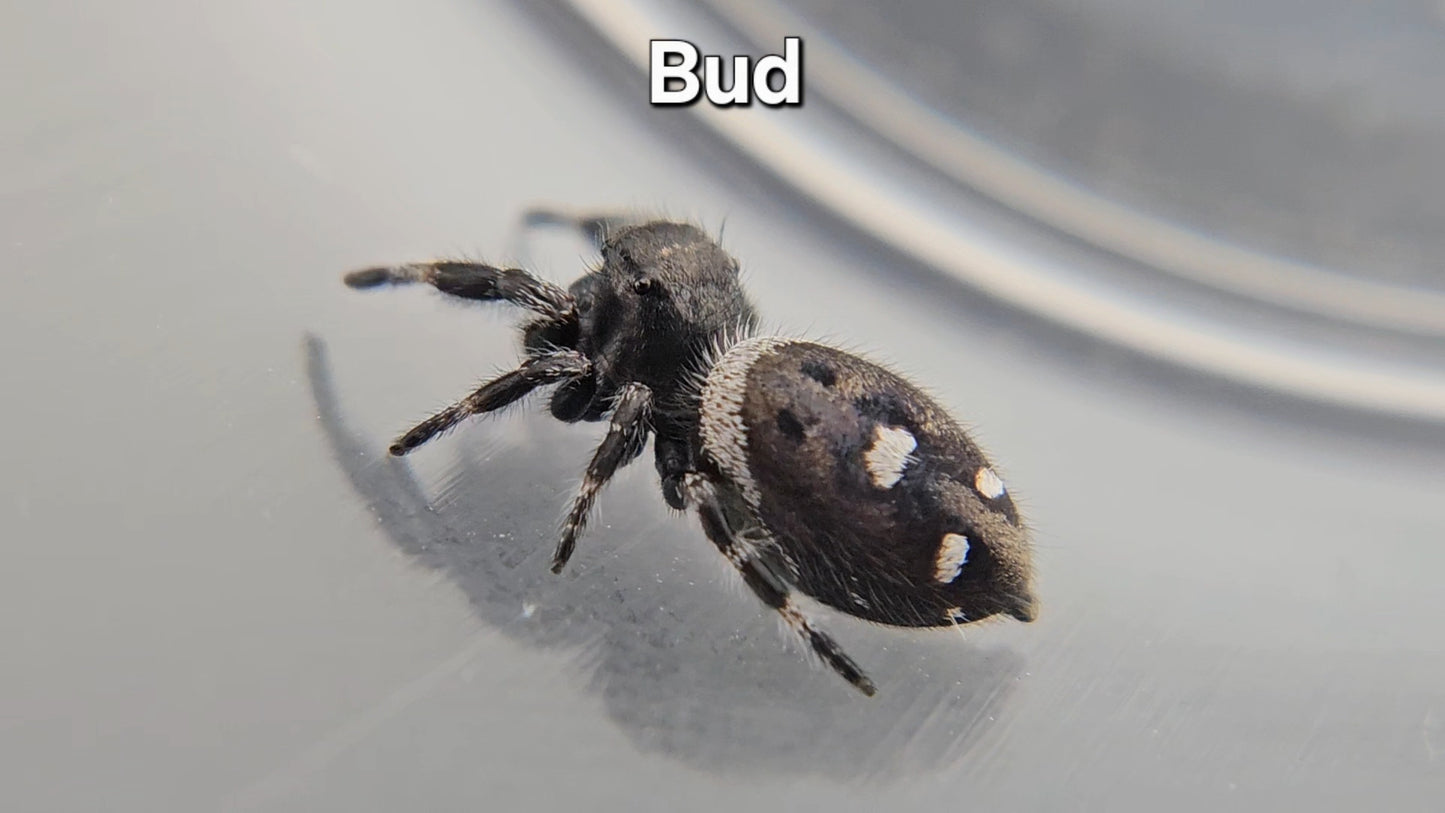 Bud - Male Regal