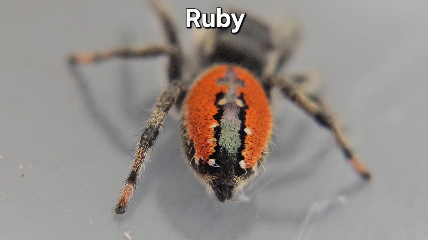 Ruby - Phidippus carneus