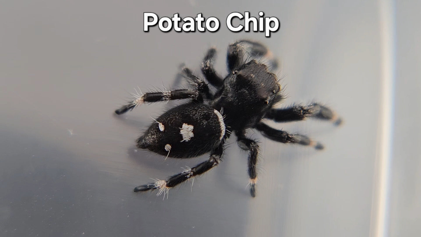 Potato Chip - Male Regal