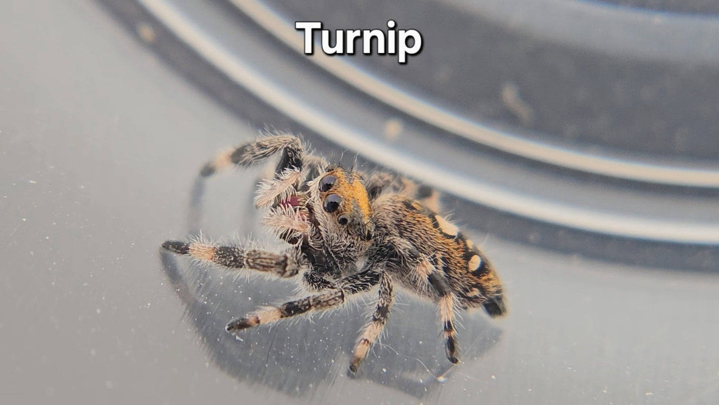 Turnip - Female Regal