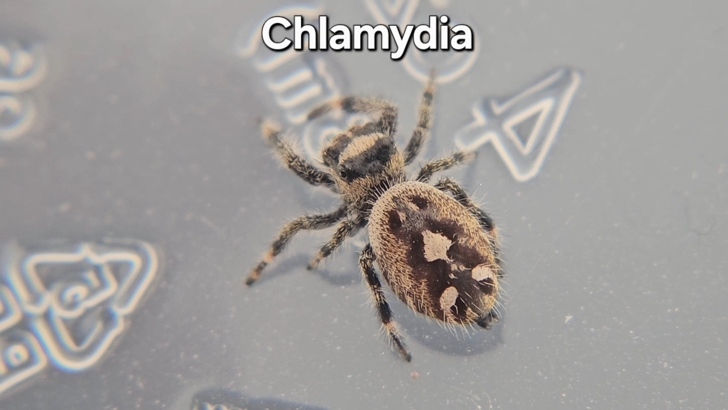 Chlamydia - Female Regal