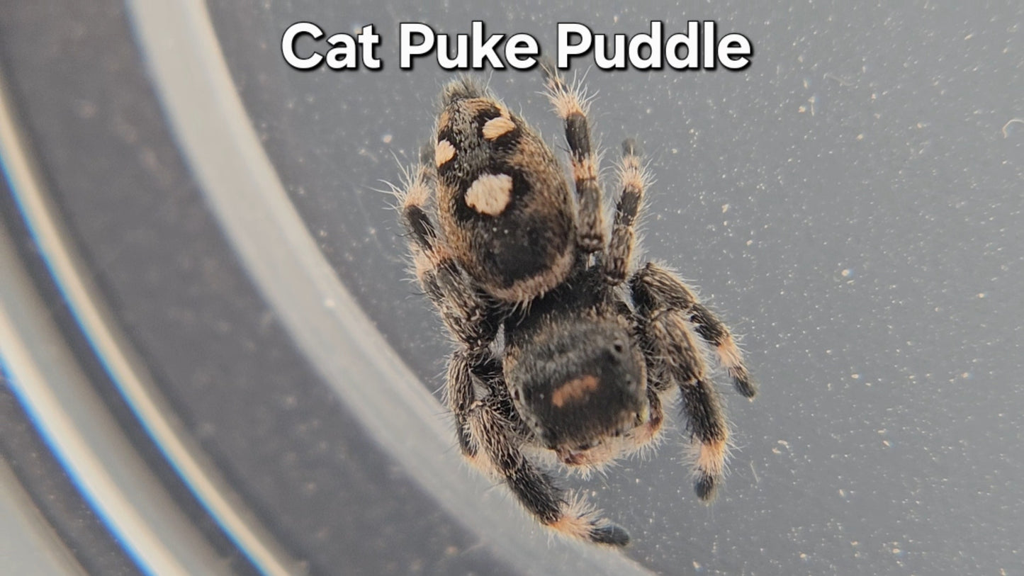 Cat Puke Puddle - Female Regal