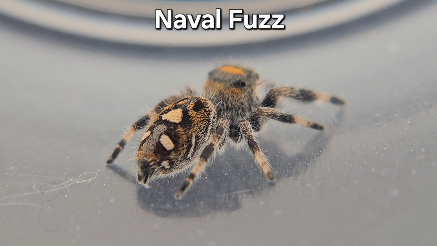 Naval Fuzz - Female Regal