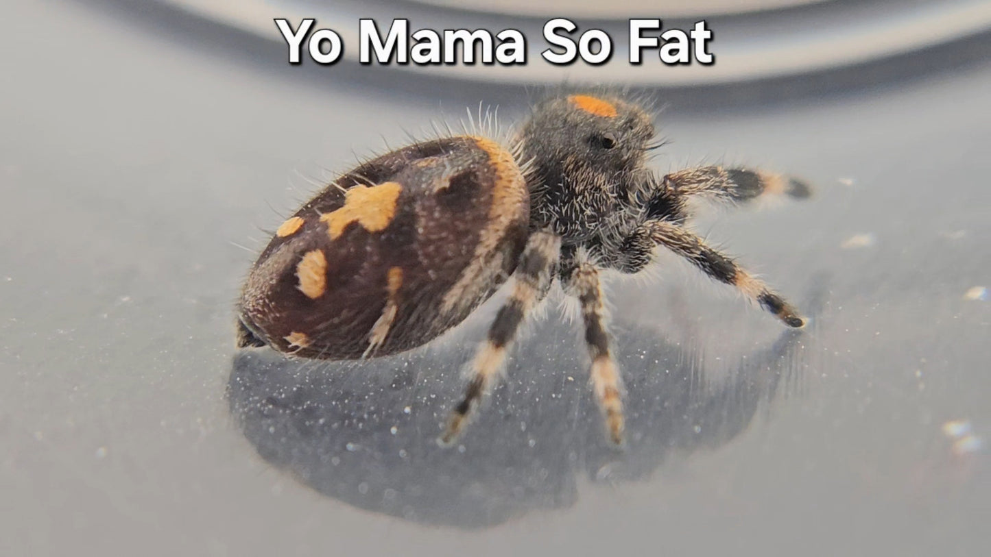 Yo Mama So Fat - Female Regal